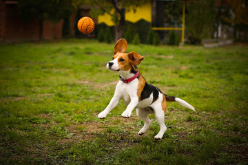 Beagle Playing With His Ball