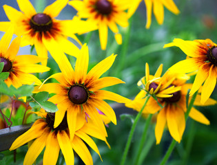 Obraz premium Bright yellow rudbeckia or Black Eyed Susan flower in the garden