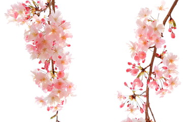 Obraz na płótnie Canvas Sakura