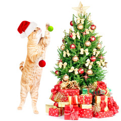 Ginger santa cat and Christmas tree.