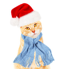 Ginger santa cat.