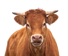 Rolgordijnen Portret van een koe © creativenature.nl