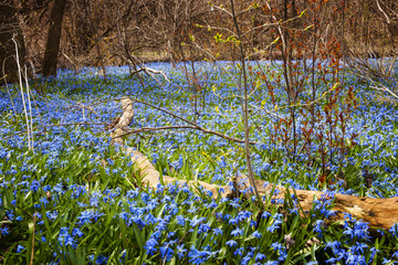 Spring blue flowers glory-of-the-snow