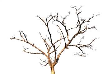Fototapeta na wymiar Dead tree branch