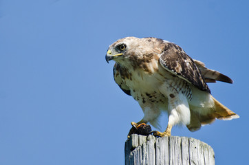 Red-Tailed Hawk Eating a Turtle