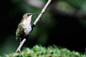 Ruby Throated Hummingbird Perched in a Tree
