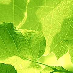 Naklejka na ściany i meble green leaf