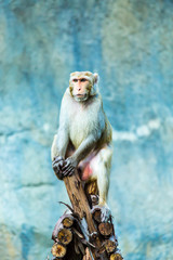 monkey  in chiangmai zoo, chiangmai Thailand