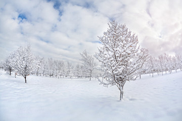 Fototapeta na wymiar Drzewa w parku zimą