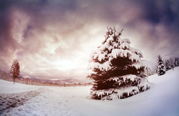 Winter spruce in mountains