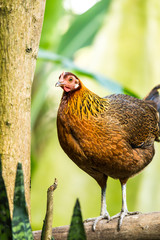 hen in chiangmai zoo, chiangmai Thailand