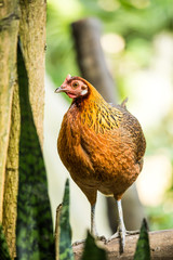 hen in chiangmai zoo, chiangmai Thailand