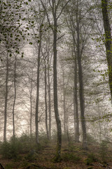 Obraz na płótnie Canvas Tall trees on a forest hill