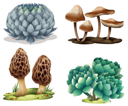 Cactus and mushrooms