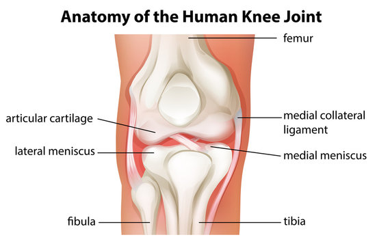 Human knee joint anatomy
