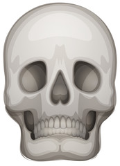 A human skull