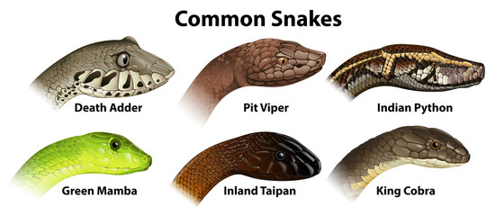 Fototapeta premium Common snakes