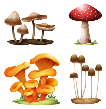 Different species of mushrooms