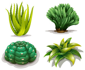 Aloe vera plants and cacti