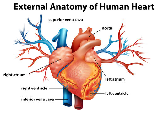 Anatomy of the human heart