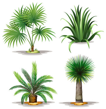 Palm plants