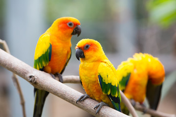 colorful birds