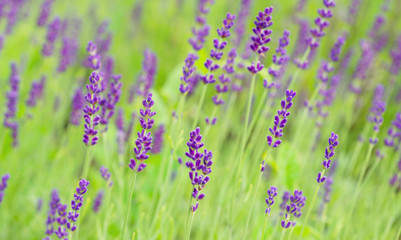 Lavender flowers