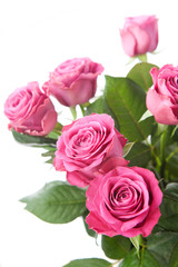Bouquet of beautiful pink roses on white background.