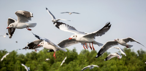 flying seagull