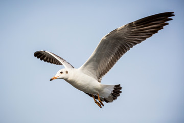 flying seagull