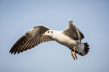 flying seagull