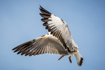 flying seagull