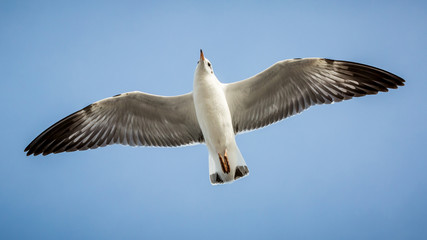 flying seagull