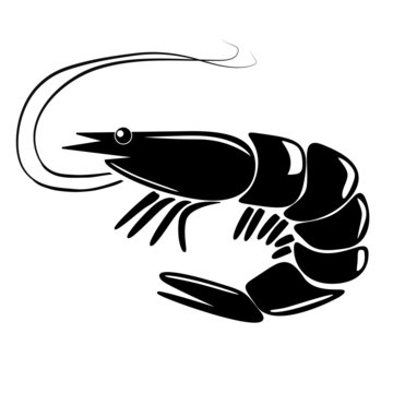 shrimp