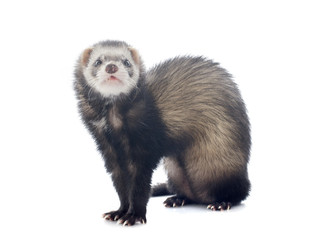 Naklejka premium brown ferret