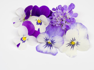 紫色の花たち