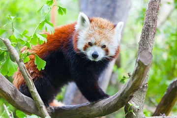 Crédence de cuisine en verre imprimé Panda le panda roux se trouve sur une branche d& 39 arbre