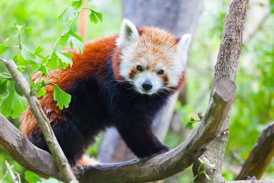 red panda lies on a tree branch