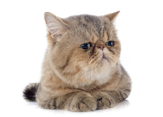 exotic shorthair