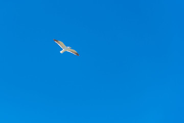 Naklejka na ściany i meble Albatross latania