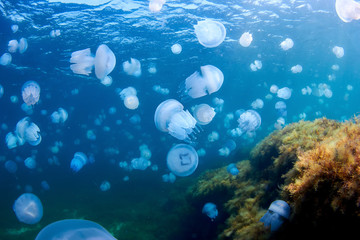Fototapeta na wymiar Jellyfishes (Rhizostoma pulmo), in the Black Sea.
