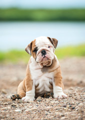 English bulldog puppy sitting near the river