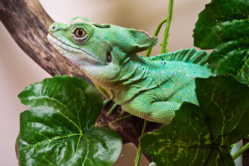 Plumed basilisk