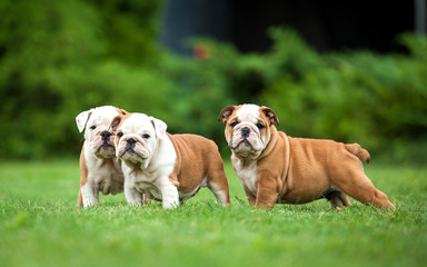 Three english bulldog puppies standing on the lawn