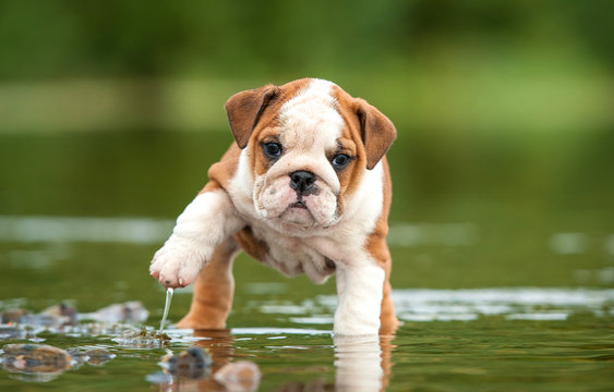 English bulldog puppy in the water