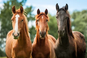 Poster Im Rahmen Gruppe von drei jungen Pferden auf der Weide © Rita Kochmarjova