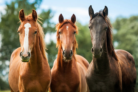 Group of three young horses on the pasture © Rita Kochmarjova