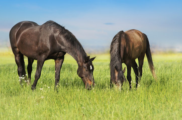 Fototapeta premium Two horses graze on green meadow