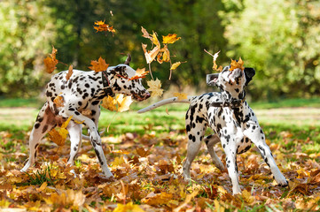 Two dalmatian dogs playing with leaves in autumn - obrazy, fototapety, plakaty