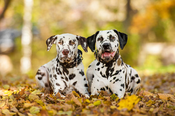 Two dalmatian dogs lying in the park in autumn - obrazy, fototapety, plakaty